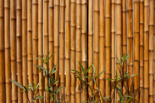 Bamboe schutting voor je tuin