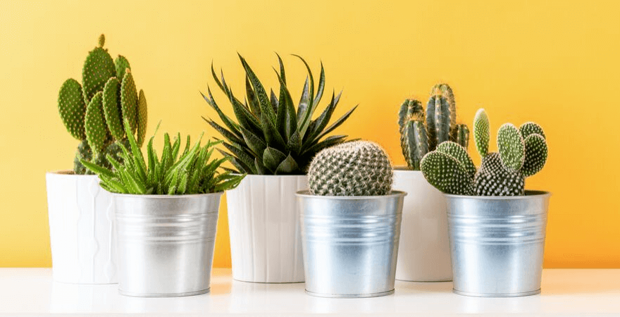 Groepje cactussen