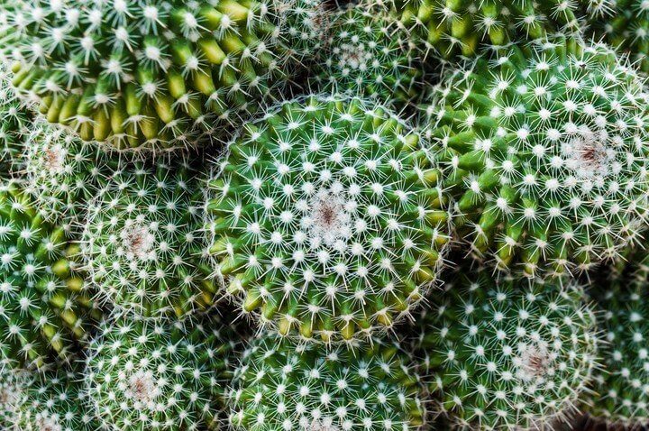 Bolvormige cactus