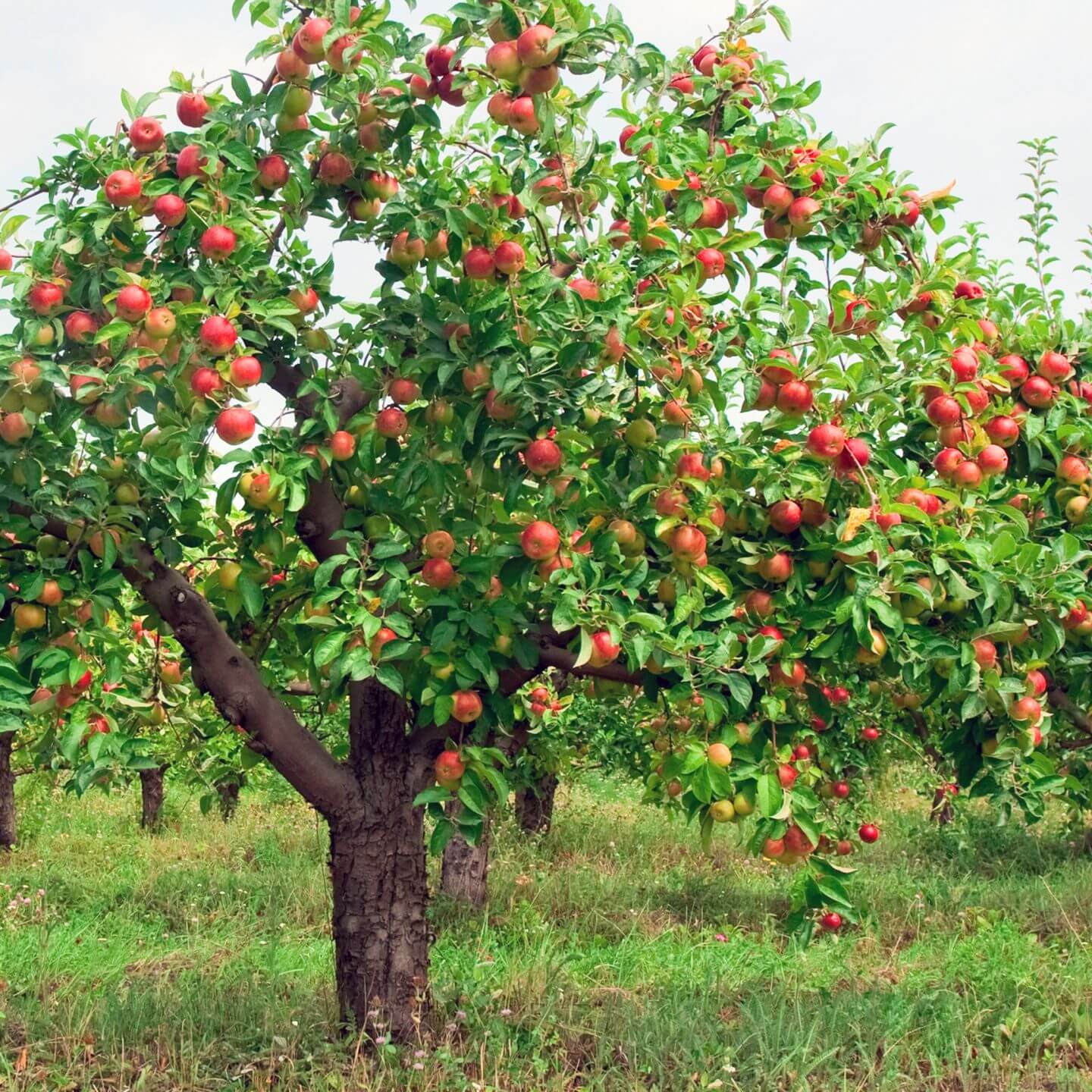 Grote appelboom