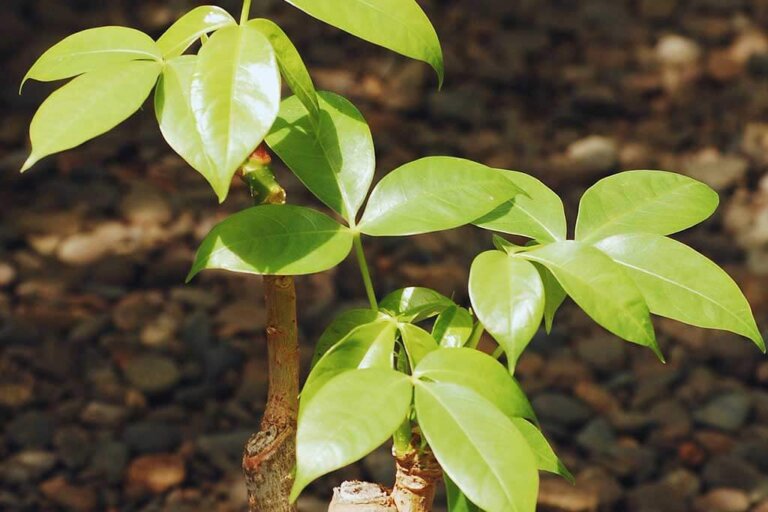 Pachira of watercacao: zorg voor deze tropische boom