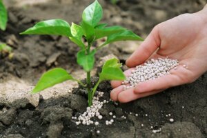 Soorten meststoffen voor je planten