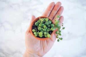 Mini planten voor kleine ruimtes