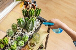 Veelvoorkomende fouten bij het verzorgen van cactussen