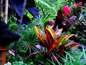 As melhores plantas tropicais para a decoração de interiores