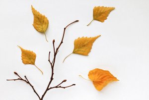 2 maneiras de criar quadros com folhas secas