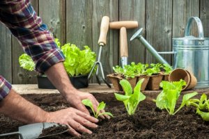 8 dicas para cultivar vegetais em casa