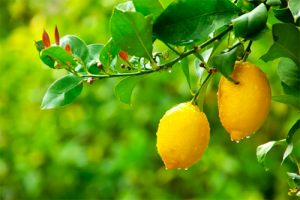 5 dicas para plantar limoeiros no jardim