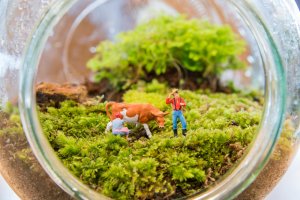 5 jardins em miniatura que você vai adorar