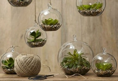 Vasos de plantas transparentes para decorar sem gastar