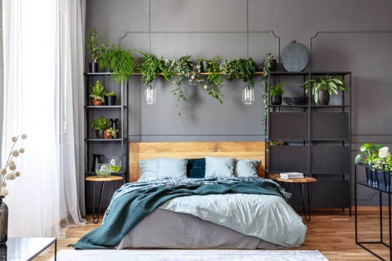 Gri duvarlı odada raf başlıklı bitkilerle dekore edilmiş yatak