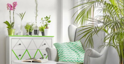 beyaz ve yeşil mobilyalar var çeşitli boylarda bitkiler