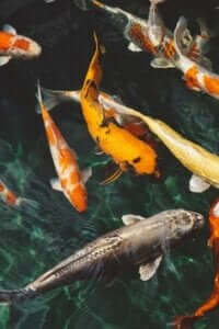 Bahçe göleti içinde turuncu gri balıklar