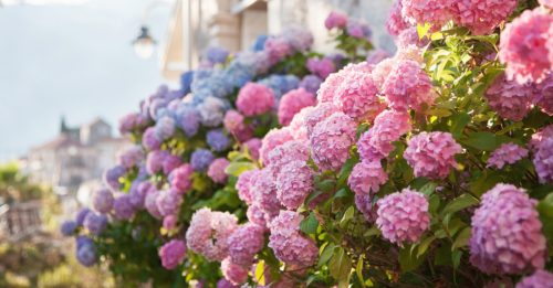 Garden Care: the Best Tips for Hydrangeas