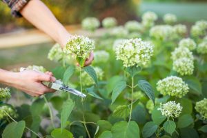 cutting hydrangeas