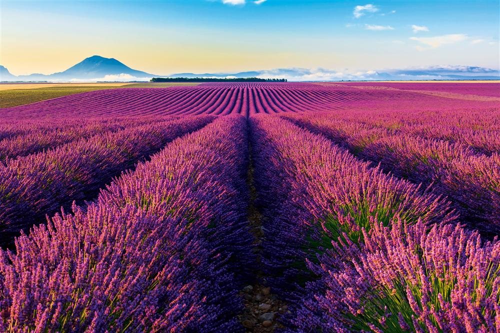 Lavender fields