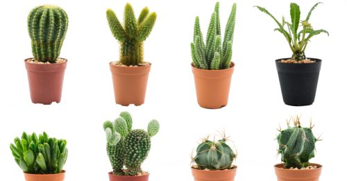 Cactus buying tips