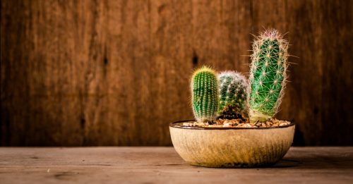 Cactus indoors outdoors growth