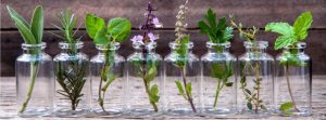 How to Choose Indoor Plants Correctly