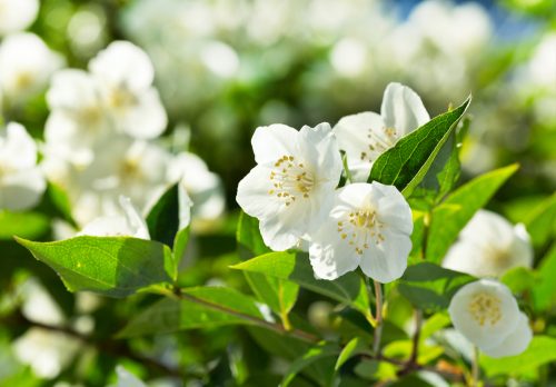 White jasmine has an amazing smell