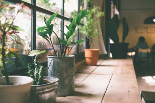 Indoor plants love natural light
