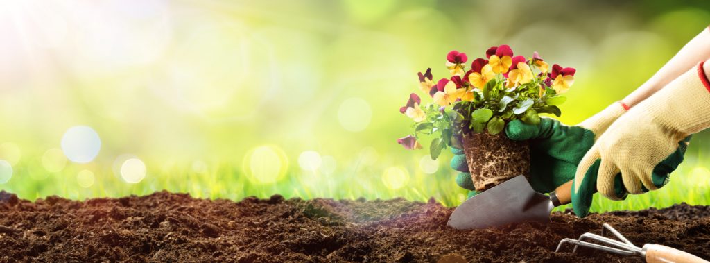 5 Plant Species for your Garden