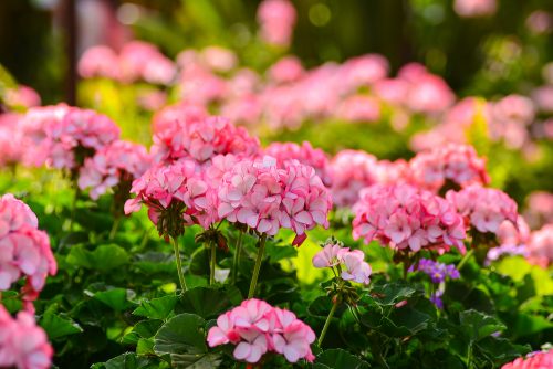 Colorful pink geraniums put on an attractive display