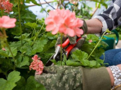 What you Should Know before Pruning in your Garden