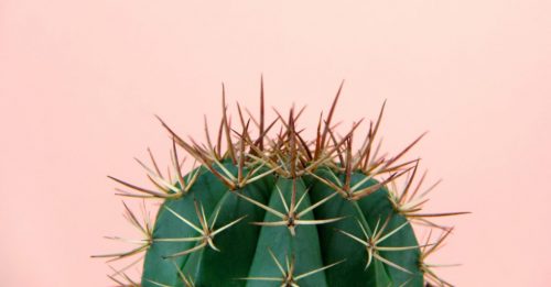 cactus with spikes