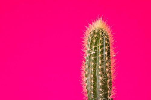 Know the Different Types of Cacti