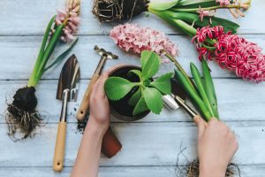 8 Indoor Plants You Should Know About