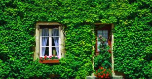 Outdoor Ivy: Fences and Walls