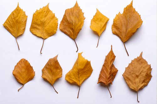 Dried leaves factors