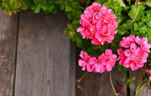 Geraniums are beautiful plants with beautiful, striking flowers.