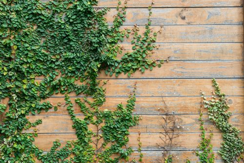 outdoor ivy