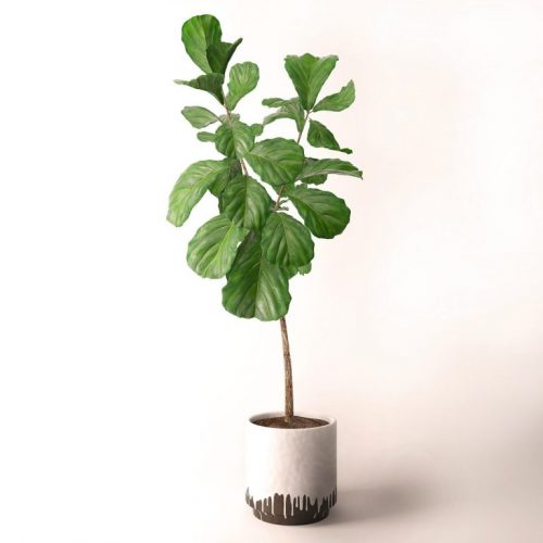 A fig tree can be used as one of your indoor plants