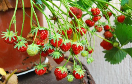grow strawberries at home