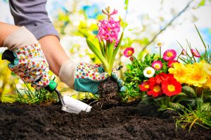 7 of the Best Plants for Decorating in and around your Home