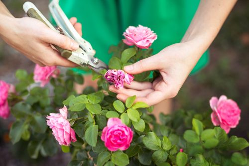Roses pruning