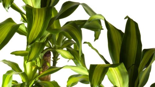 Cornstalk Dracaena