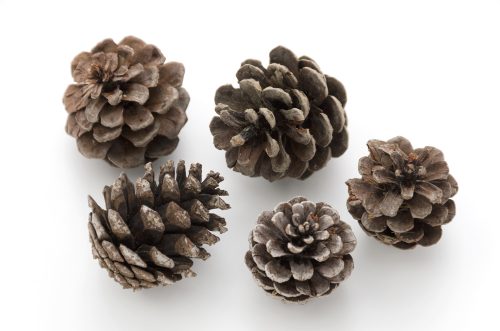 Autumn wreath pine cones
