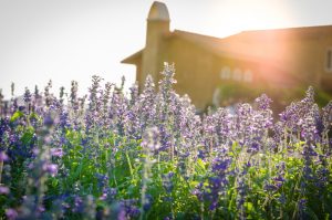 5 Tricks to Make your Home Smell Good