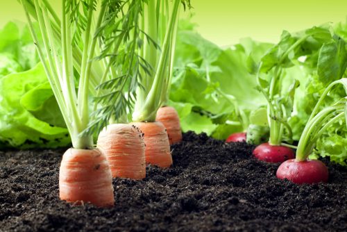growing plants garden trends