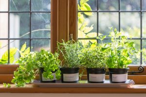 You could decorate your kitchen with plants by keeping various pot plants on your window sill.