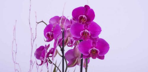 Orchids for clean air