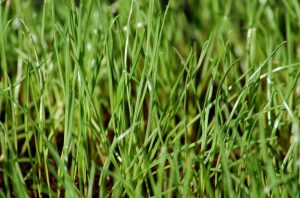 Rye grass is one of the most common grasses used for lawns.