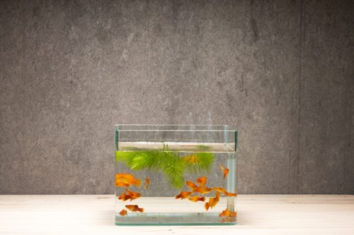 Think about where to locate your fish tank inside your home