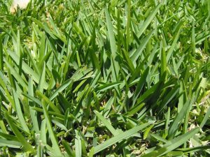 Buffalo grass is one of the most common ornamental grasses used for our lawns.