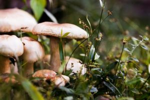 Mushrooms need a constant temperature and plenty of ventilation.