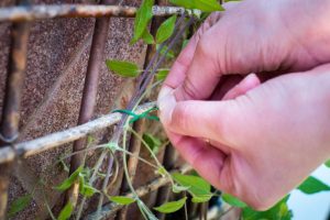 Tie your climbing plants to a support to help them grow properly.